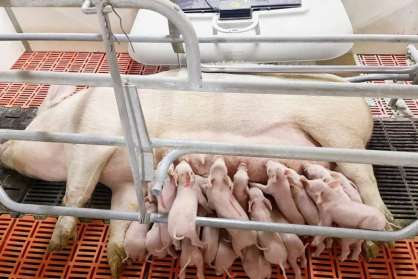 豬星探│10對乳頭“超級奶豬”，出生健仔17頭，均重1.58kg，不僅產(chǎn)的多，更能養(yǎng)得活！